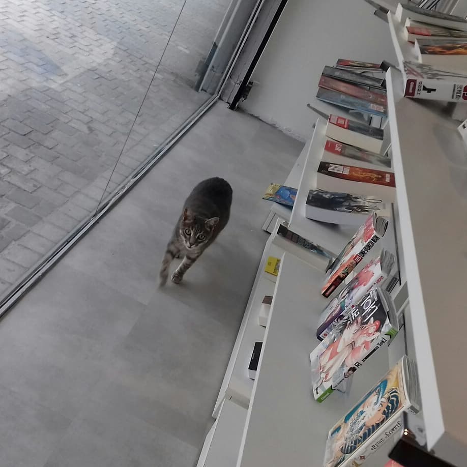 chat dans librairie