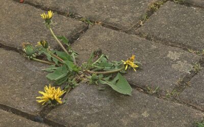 R&eacute;silience et dystopie : la fiction comme rem&egrave;de au traumas